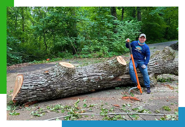 Tree removal service